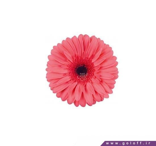 نمایشگاه اینترنتی گل - گل ژربرا بابل گام - Gerbera | گل آف